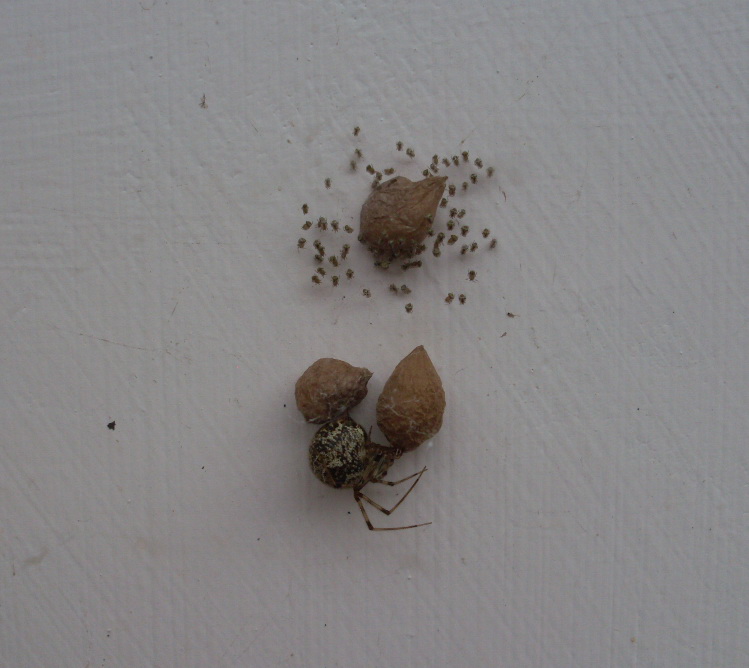 Parasteatoda tepidariorum